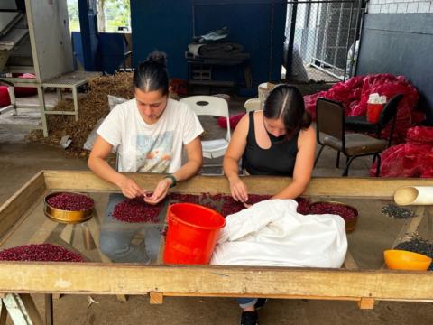 Yoselyn Hernández Chaves and a helper sort red beans by color and brightness